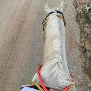 Meet your Posher, Sophie